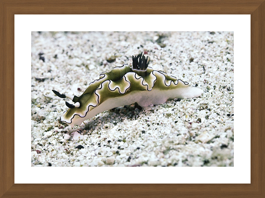 Philipines 7 Picture Frame print