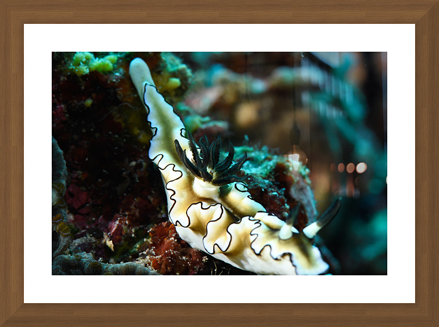 Philipines 54 Picture Frame print