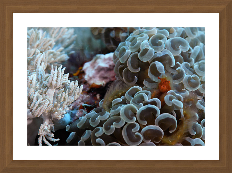 Philipines 41 Picture Frame print