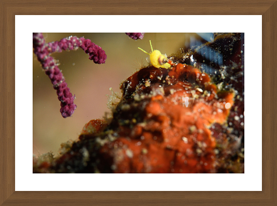 Philipines 2 Picture Frame print