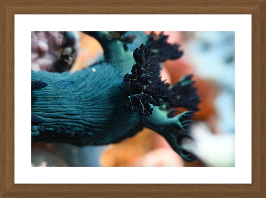 Philipines 57 Picture Frame print