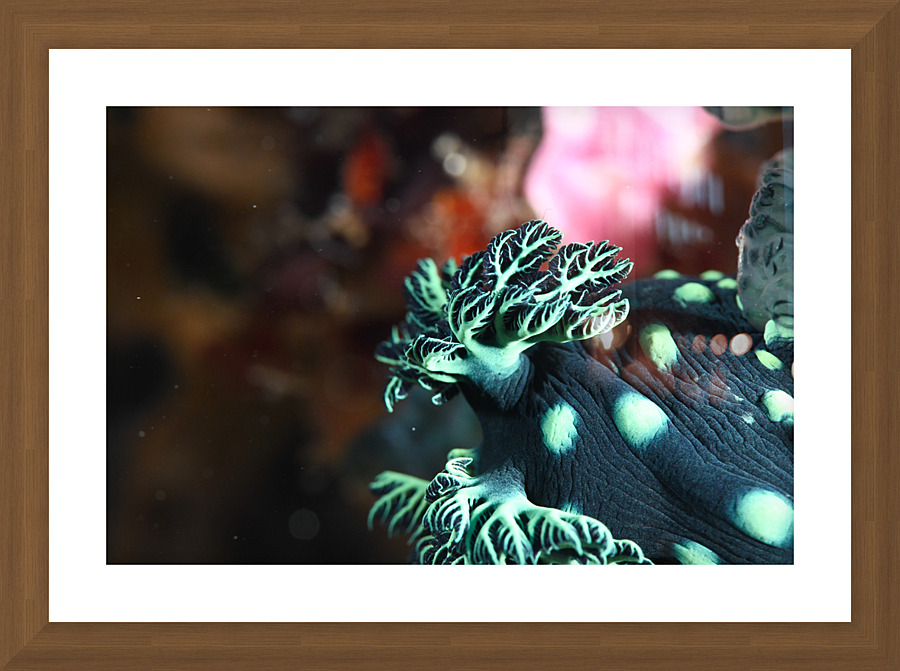 Philipines 46 Picture Frame print