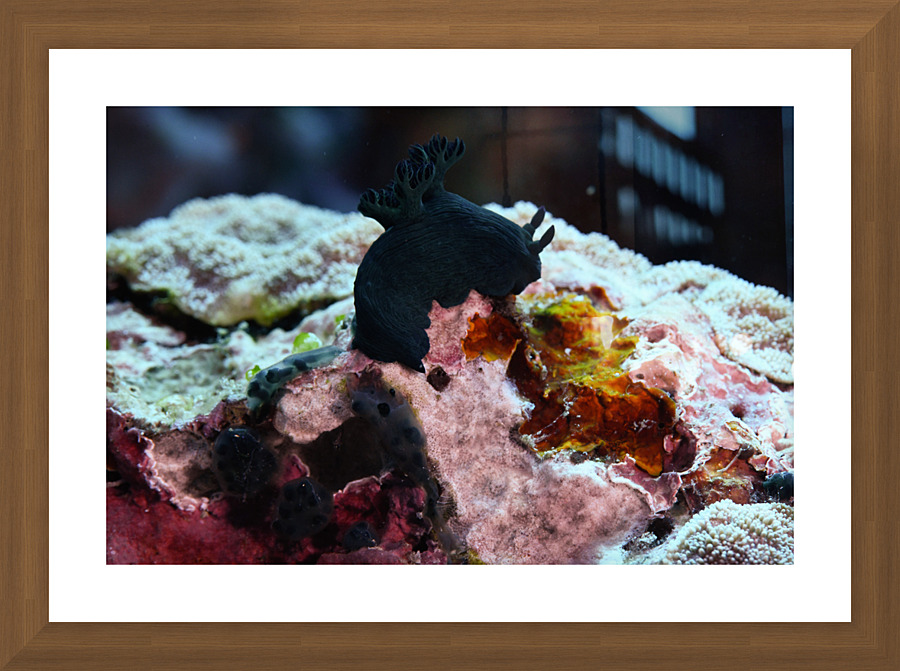 Philipines 42 Picture Frame print