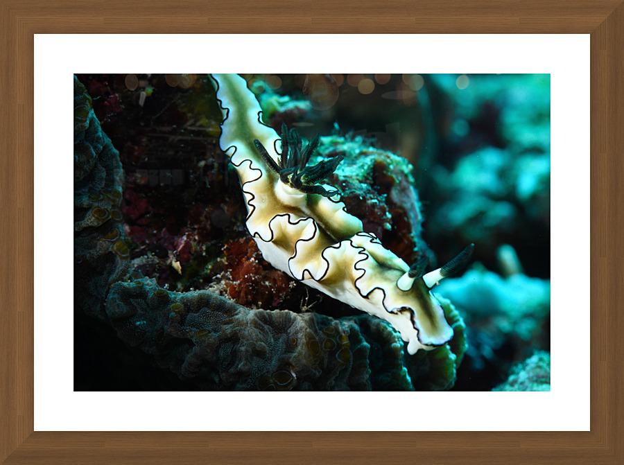 Philipines 53 Picture Frame print
