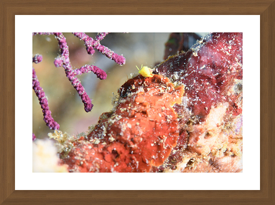 Philipines 1 Picture Frame print