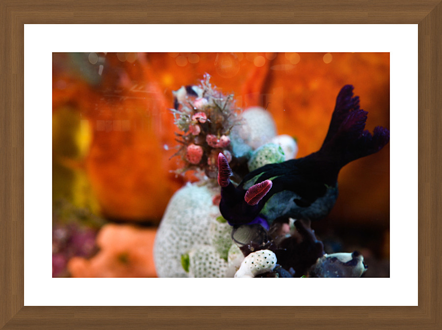 Philipines 34 Picture Frame print