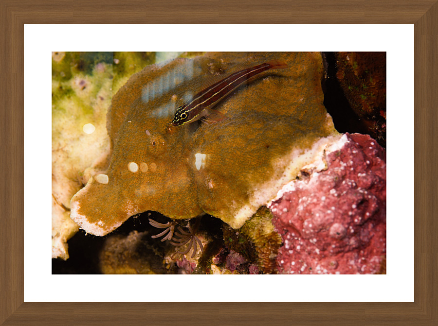 Philipines 48 Picture Frame print