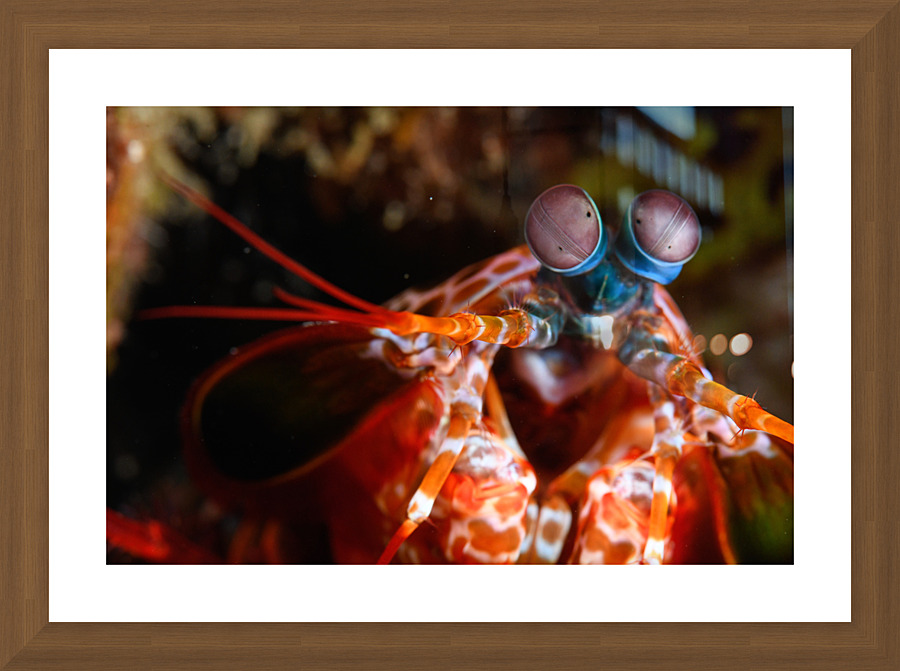 Philipines 39 Picture Frame print