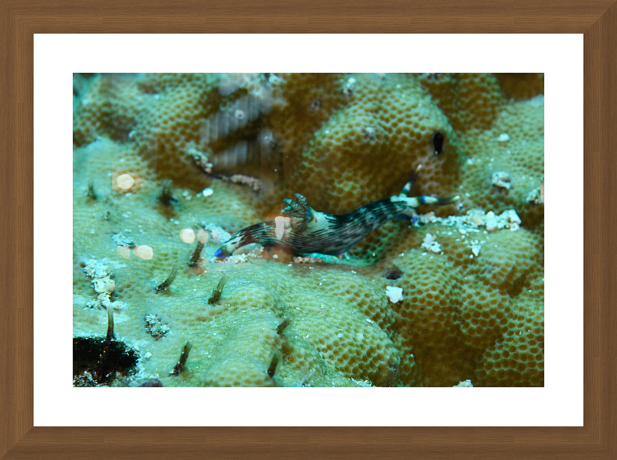 Philipines 62 Picture Frame print