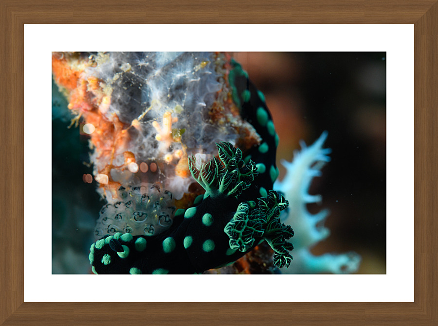 Philipines 60 Picture Frame print