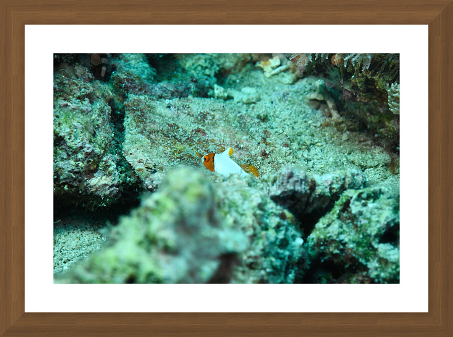 Philipines 65 Picture Frame print