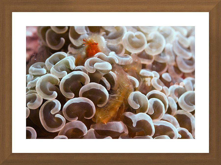 Philipines 40 Picture Frame print