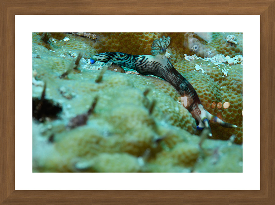 Philipines 63 Picture Frame print