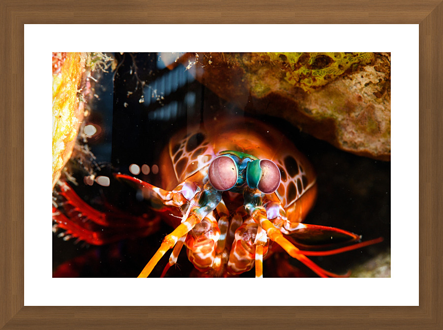 Philipines 37 Picture Frame print