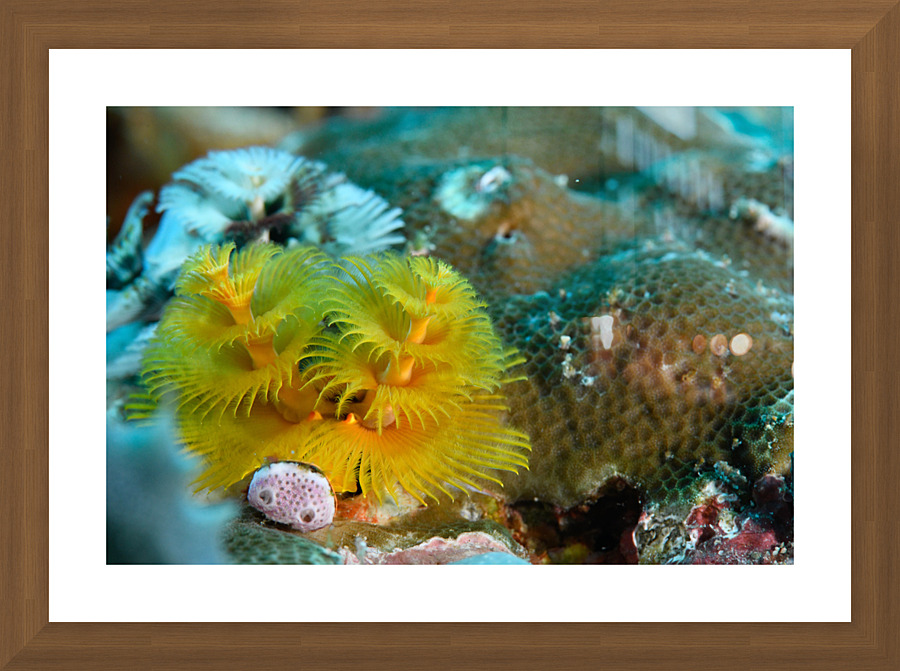 Philipines 61 Picture Frame print