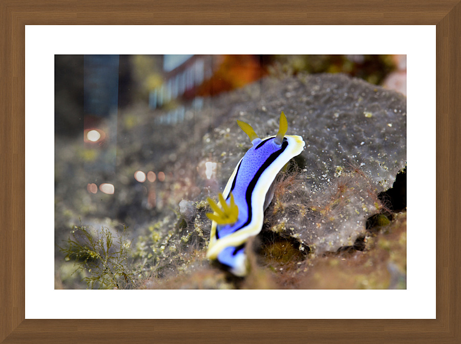 Philipines 28 Picture Frame print