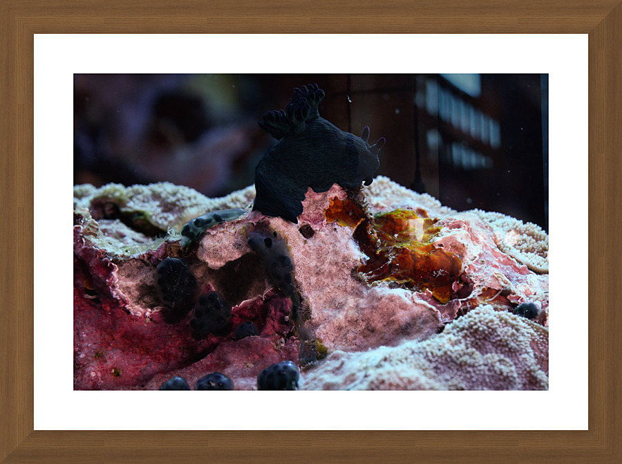 Philipines 43 Picture Frame print