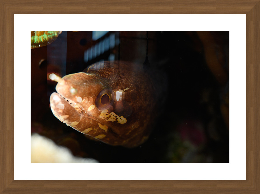 Philipines 55 Picture Frame print