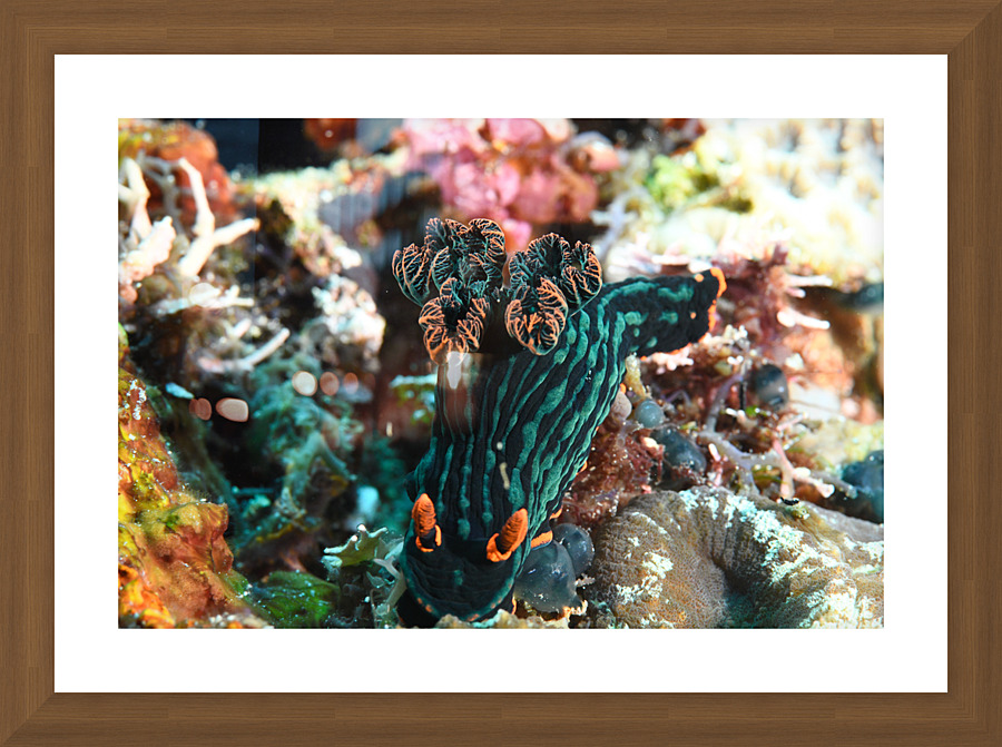 Philipines 51 Picture Frame print