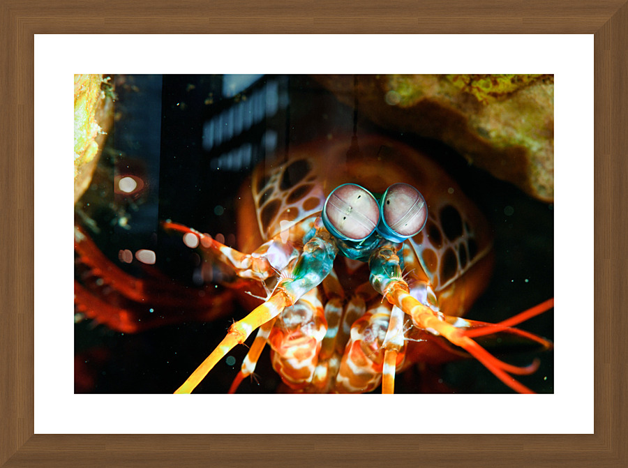 Philipines 38 Picture Frame print