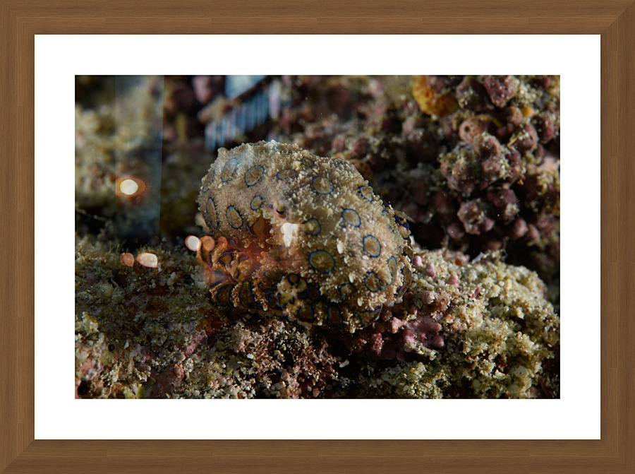 Philipines 87 Picture Frame print