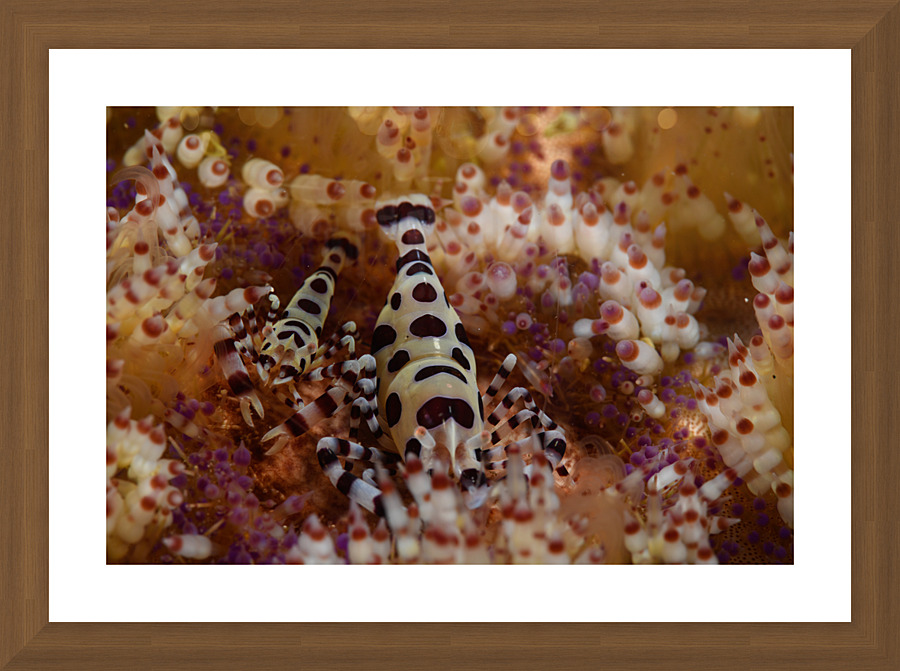 Philipines 116 Picture Frame print
