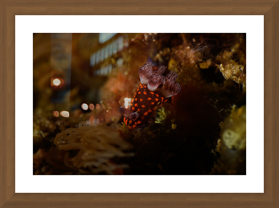Philipines 114 Picture Frame print