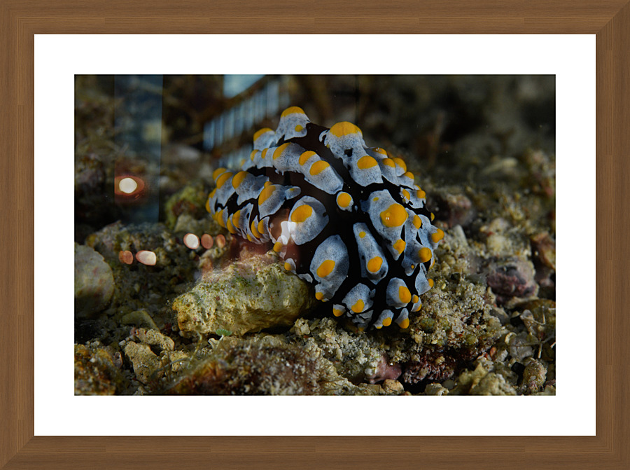 Philipines 86 Picture Frame print