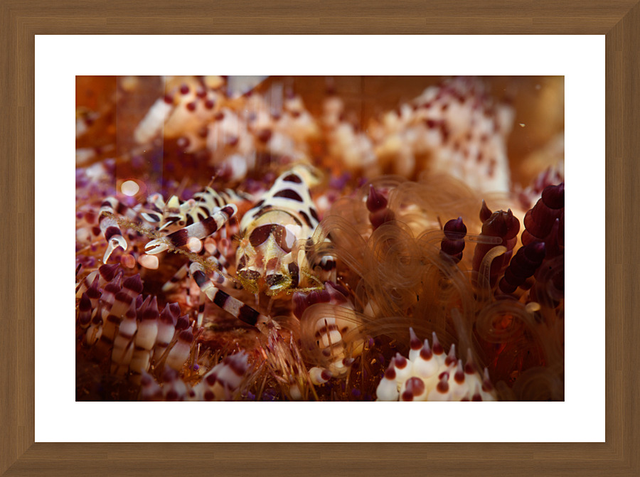 Philipines 117 Picture Frame print