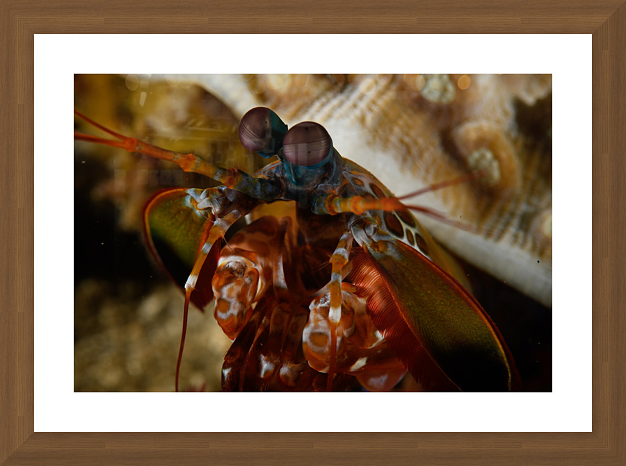 Philipines 119 Picture Frame print
