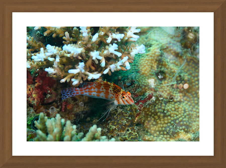 Philipines 143 Picture Frame print