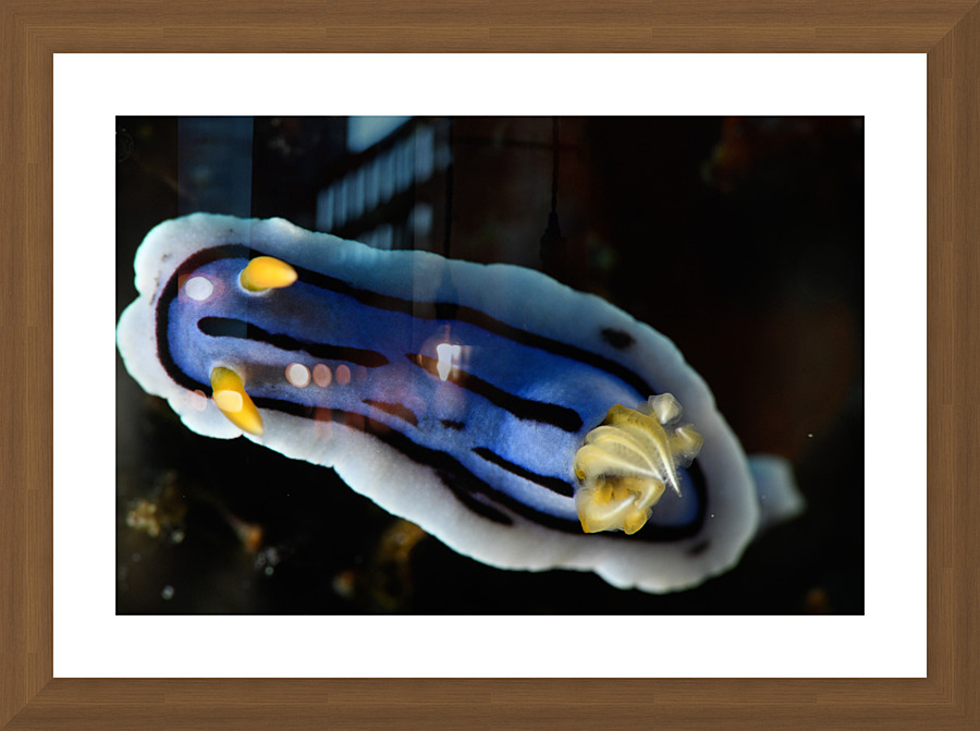 Philipines 71 Picture Frame print