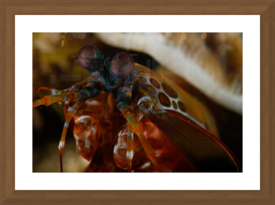 Philipines 122 Picture Frame print