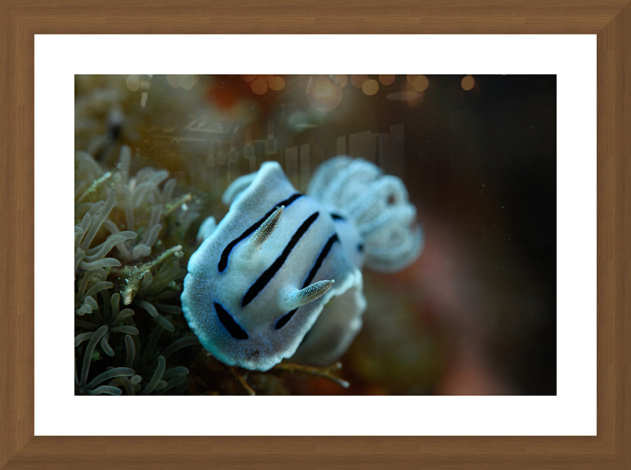 Philipines 75 Picture Frame print