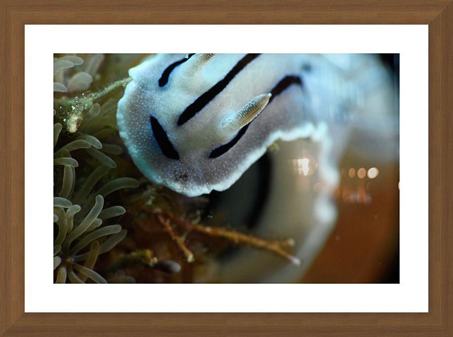 Philipines 73 Picture Frame print