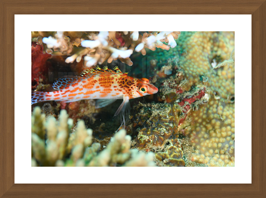 Philipines 144 Picture Frame print