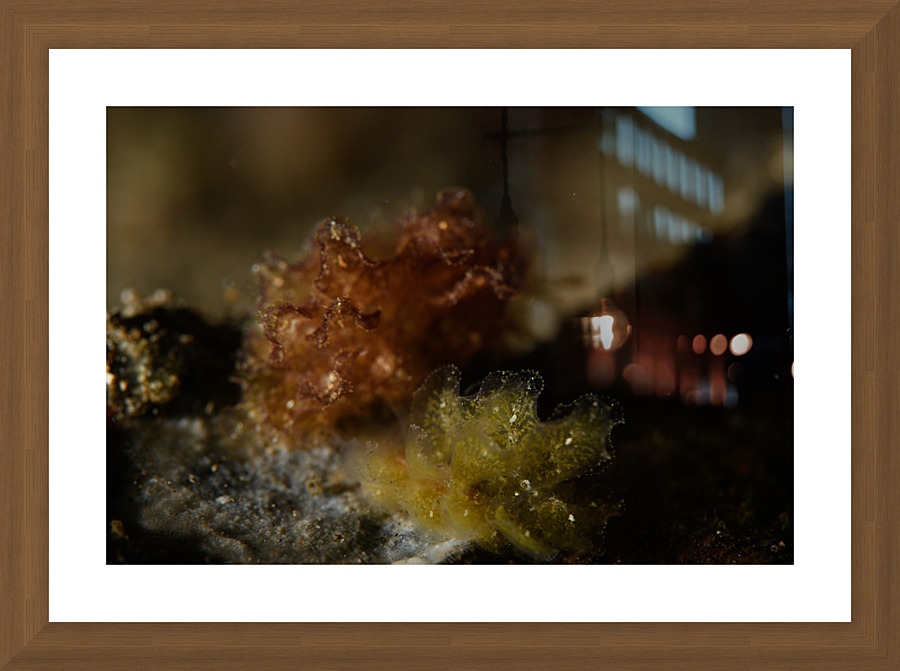 Philipines 175 Picture Frame print