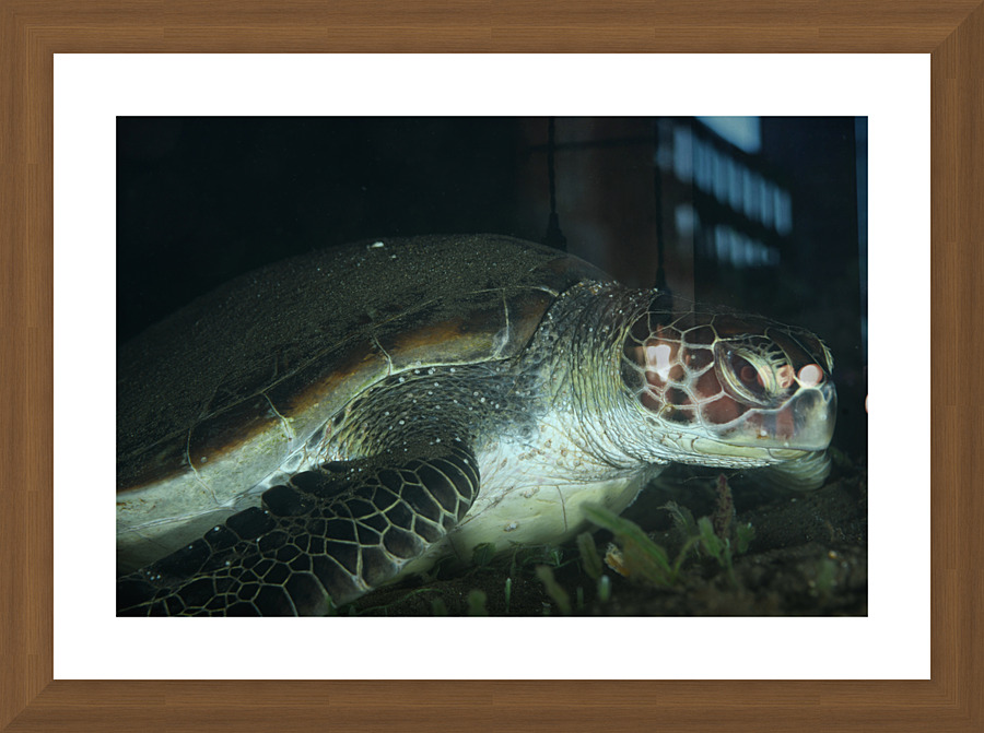 Philipines 190 Picture Frame print