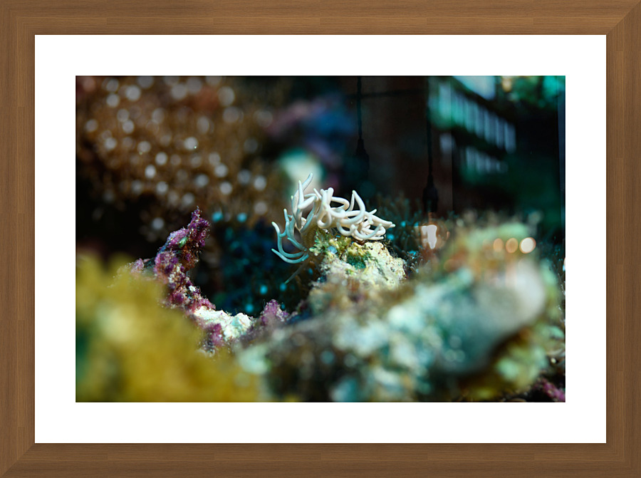 Philipines 213 Picture Frame print