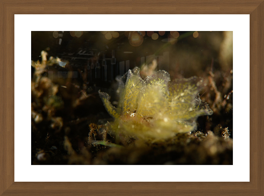 Philipines 182 Picture Frame print