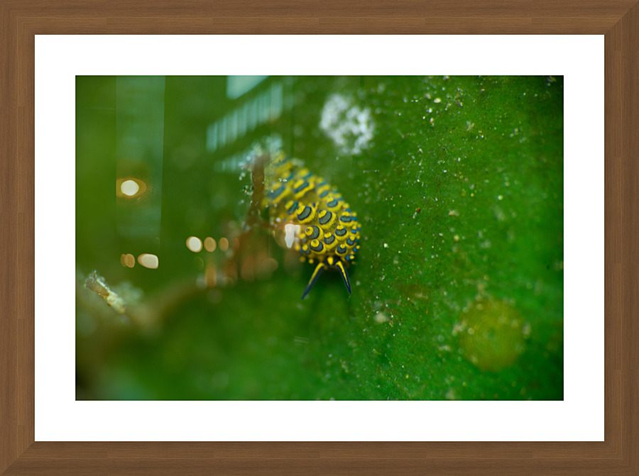 Philipines 153 Picture Frame print