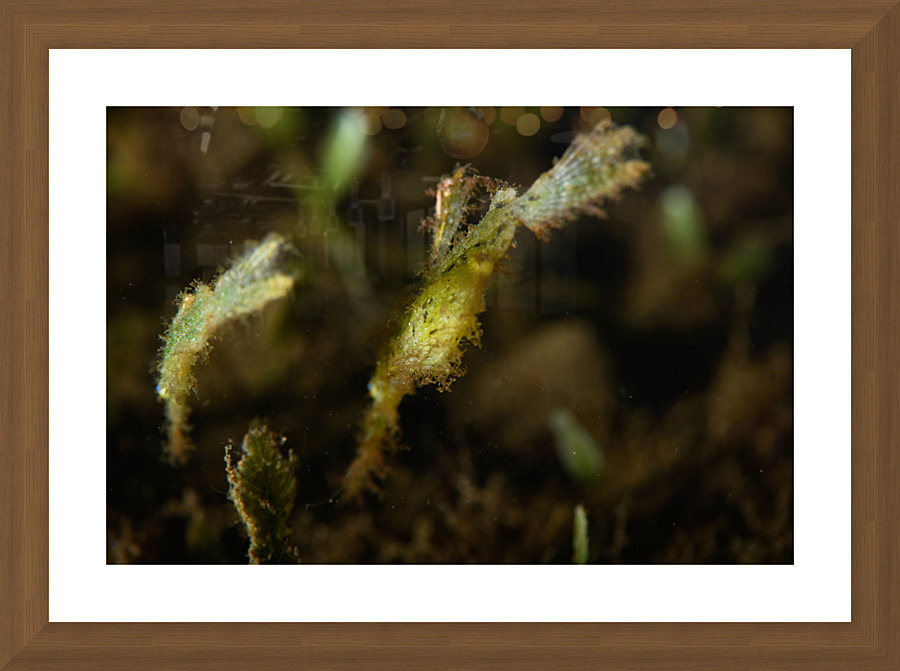 Philipines 168 Picture Frame print