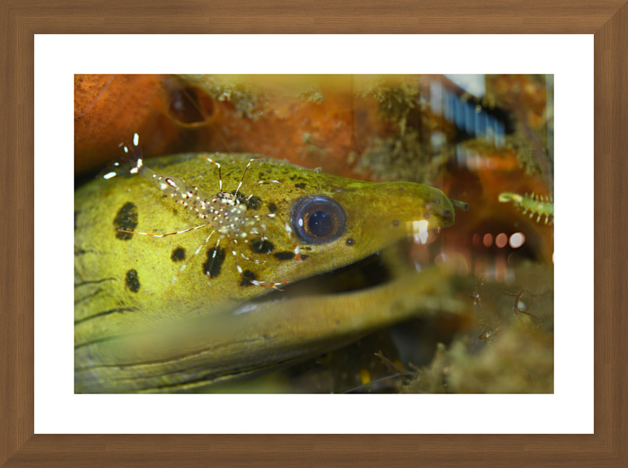 Philipines 154 Picture Frame print
