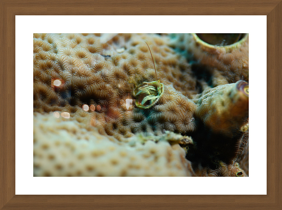 Philipines 212 Picture Frame print