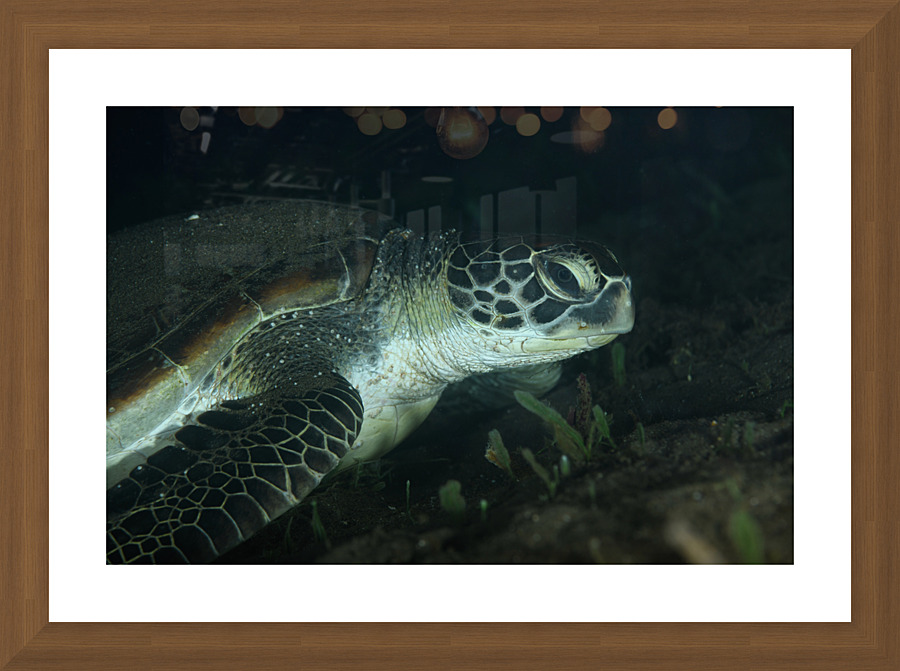 Philipines 188 Picture Frame print