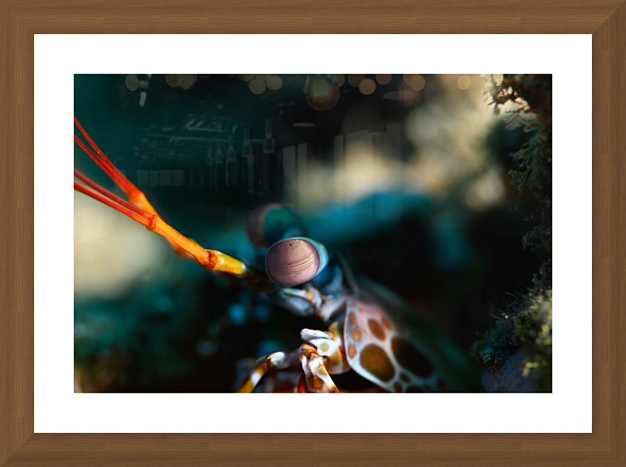 Philipines 276 Picture Frame print