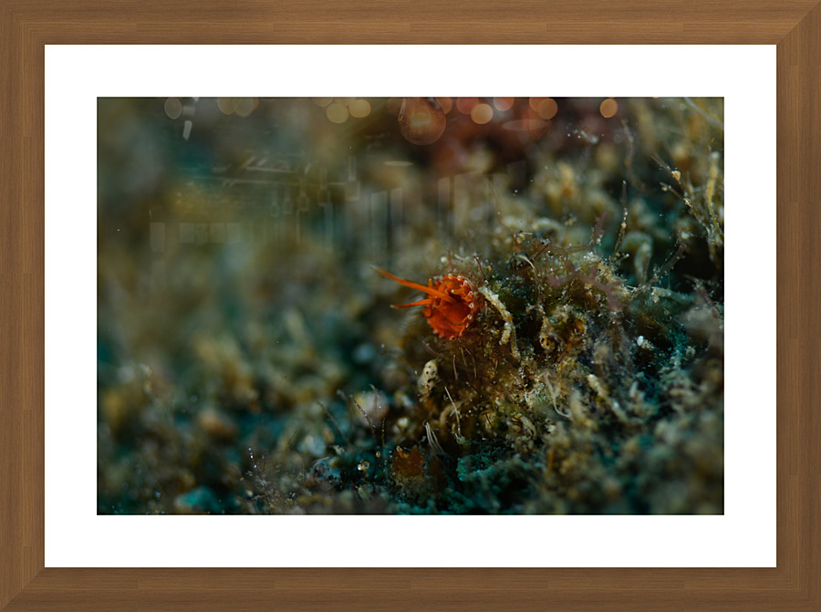 Philipines 237 Picture Frame print