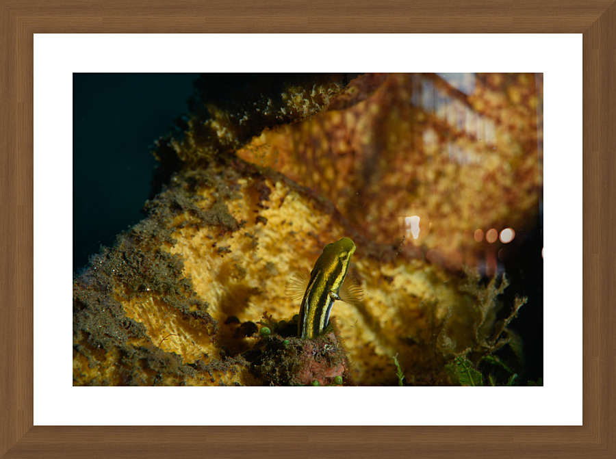 Philipines 283 Picture Frame print