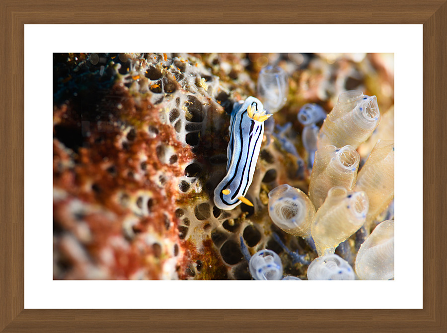 Philipines 226 Picture Frame print
