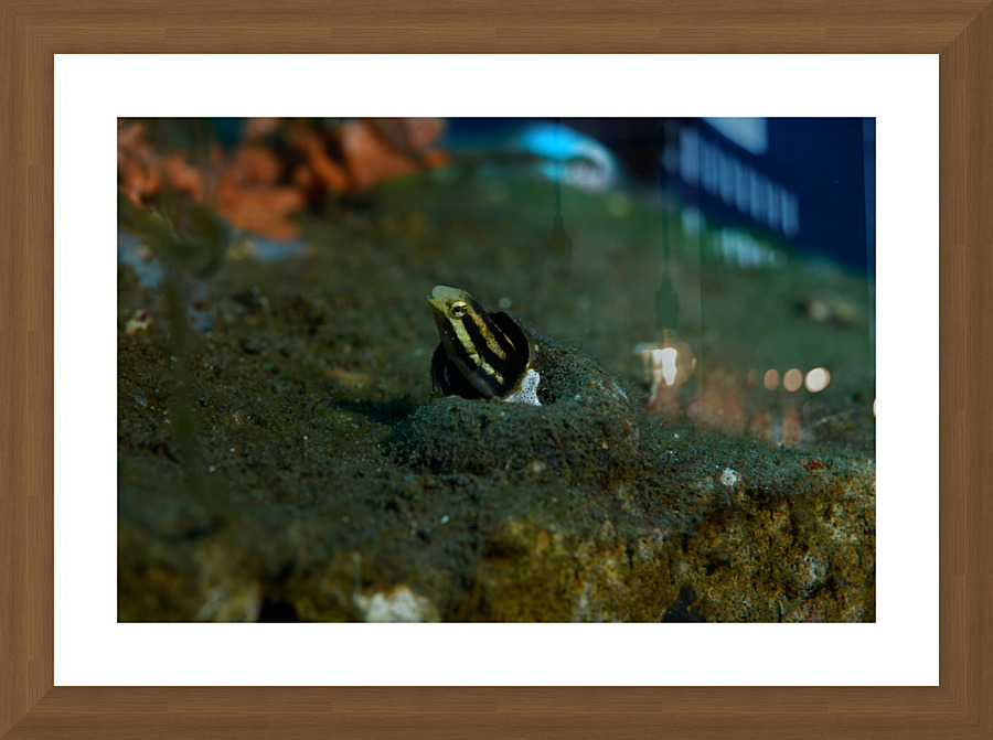 Philipines 269 Picture Frame print